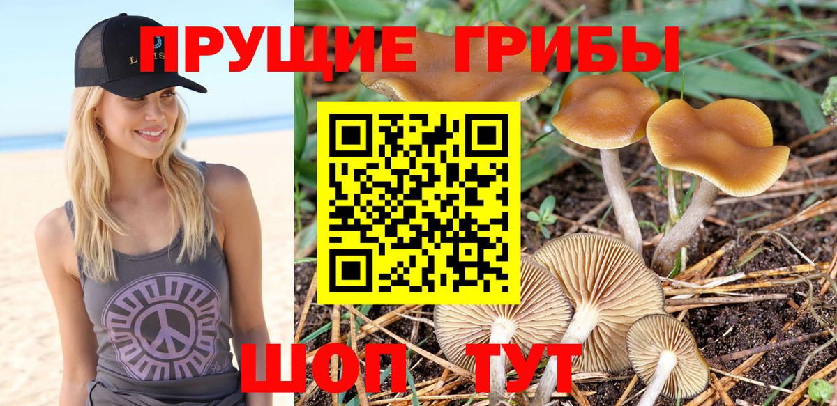 Биробиджан  Галлюциногенные грибы прущие грибы  Псилоцибиновые грибы мицелий  Вход с VPN 